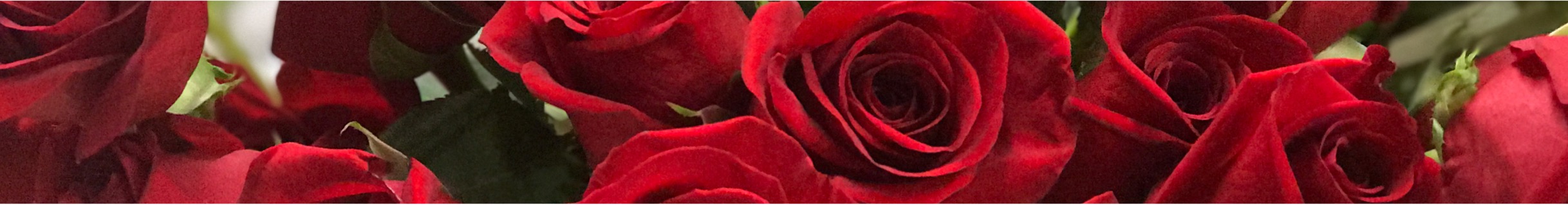 roses